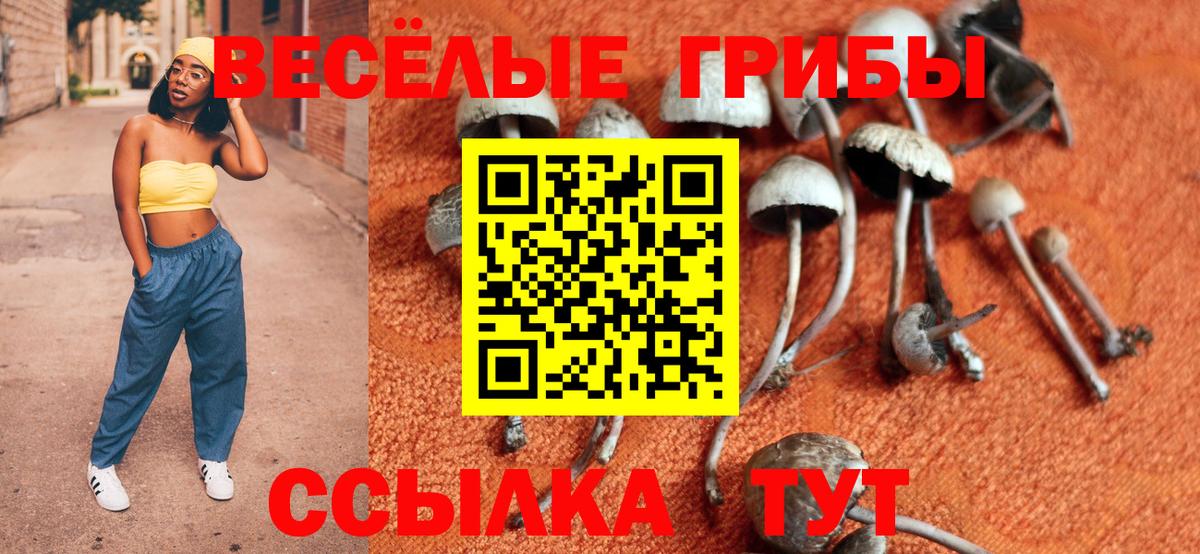 Галлюциногенные грибы Psilocybe Конаково