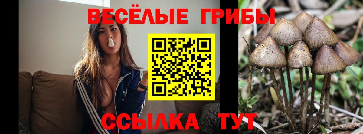 Псилоцибиновые грибы GOLDEN TEACHER  Вход с VPN  Конаково  хочу наркоту  Псилоцибиновые грибы Psilocybe 